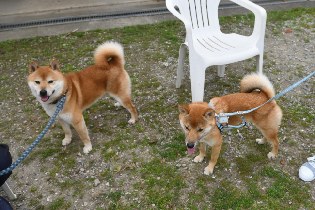 お父さんの柴犬菊次郎くんと万丈くん