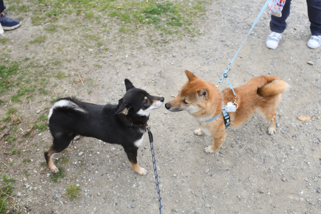 黒柴花ちゃんと息子の万丈くん