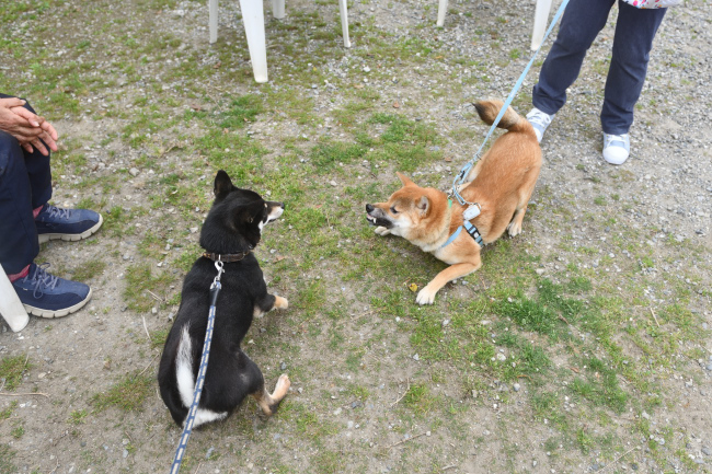 黒柴花ちゃんと息子の万丈くん