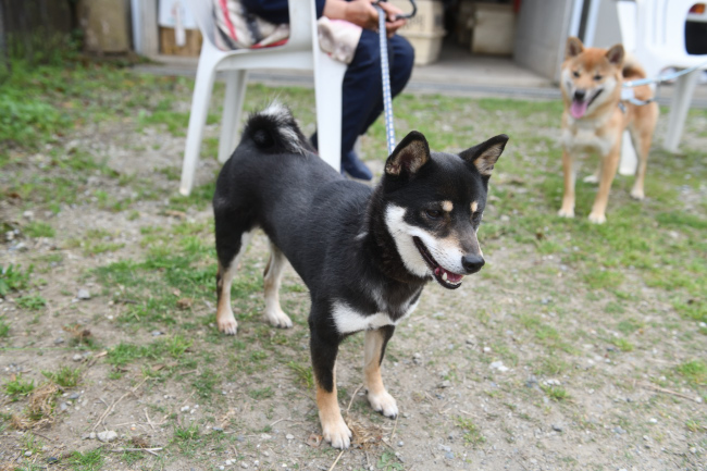 黒柴花ちゃんと息子の万丈くん