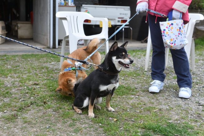 黒柴花ちゃんと息子の万丈くん