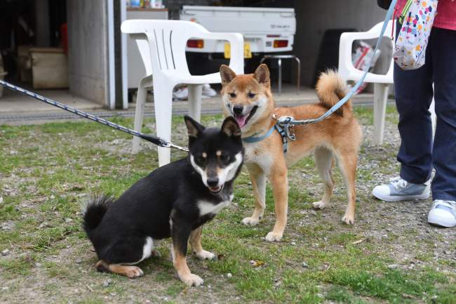 黒柴花ちゃんと息子の万丈くん
