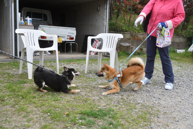 黒柴花ちゃんと息子の万丈くん