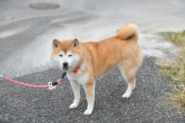 柴犬千草ちゃん