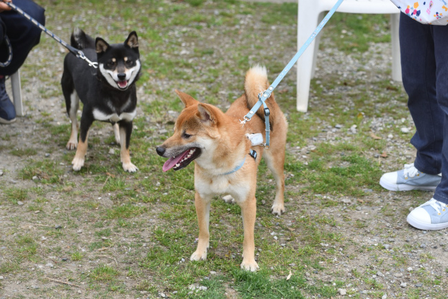黒柴花ちゃんと息子の万丈くん