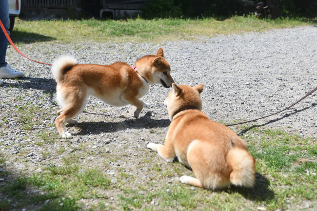 たまこちゃん＆ハルちゃんの再会