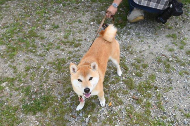 カメラ目線完ぺきなたまこちゃん