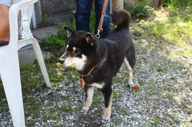 黒柴あずきちゃん