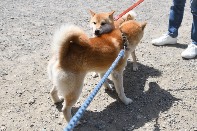 柴犬源太君との再会