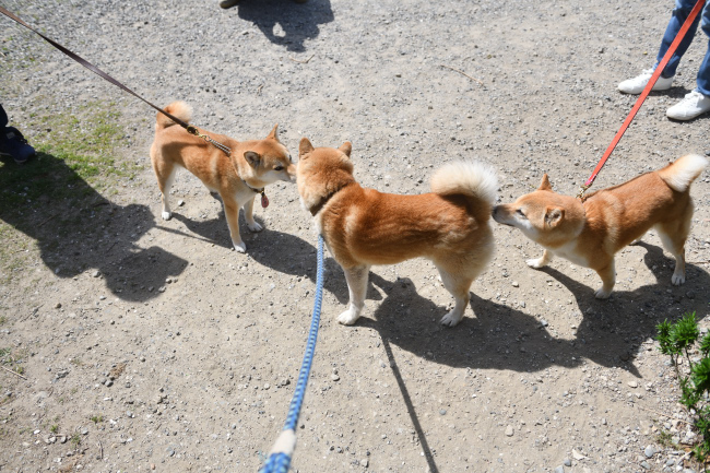 柴犬源太君との再会