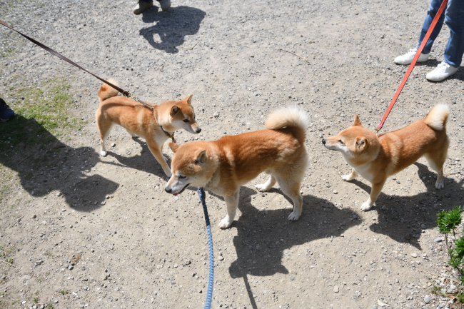 柴犬源太君との再会