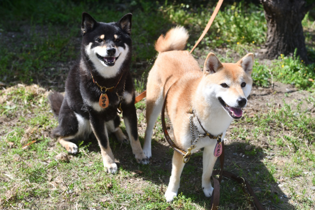 黒柴あずきちゃんとたまこちゃん