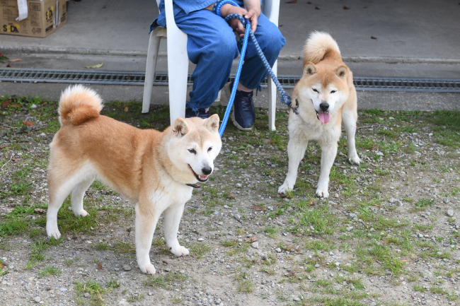 柴犬源太くんと美里