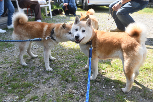 柴犬美里との再会