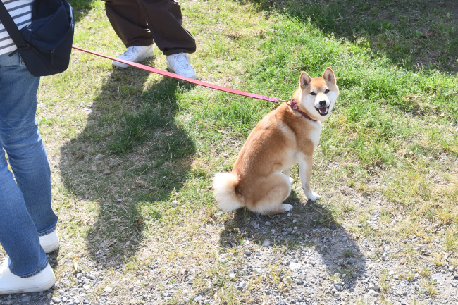 ニコニコ顔で見上げるハルちゃん