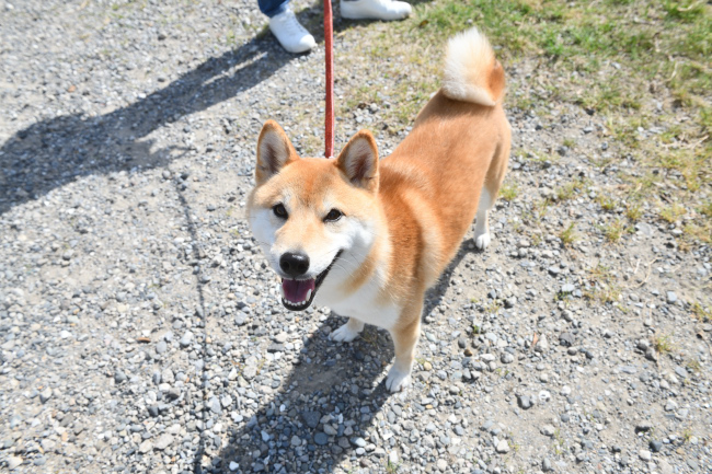 柴犬ハルちゃん