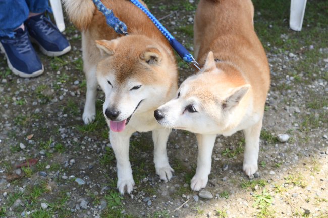 柴犬源太くんと美里