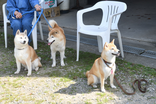 柴犬源太くんと美里