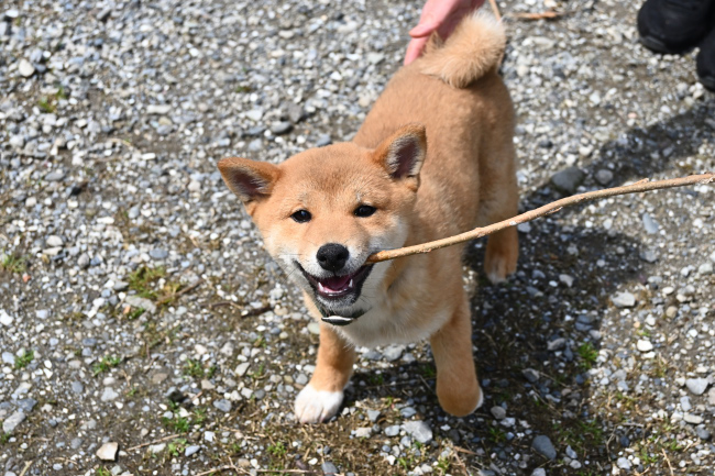 枝を加えるぽてちちゃん