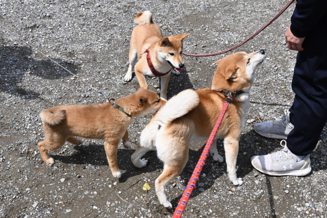 柴犬ムギとぽてちちゃん、すずちゃん