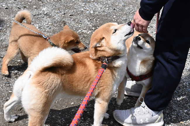 柴犬ムギとぽてちちゃん、すずちゃん