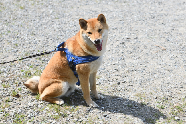 お座りする蒼くん