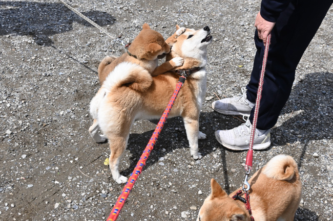 柴犬ムギとぽてちちゃん、すずちゃん