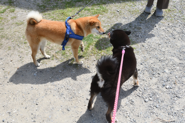 お母さんの黒柴マリモと再会