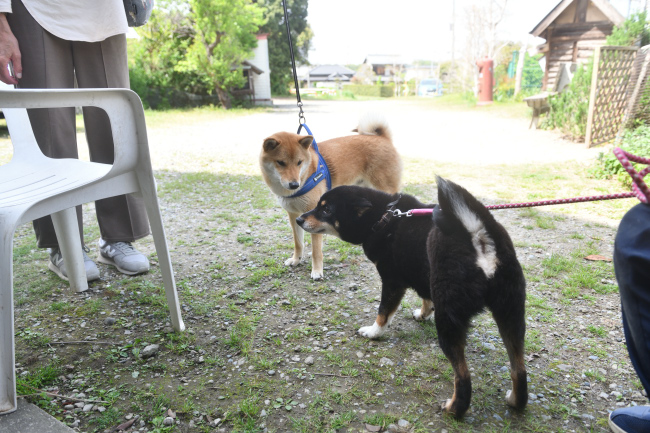 お母さんの黒柴マリモと再会