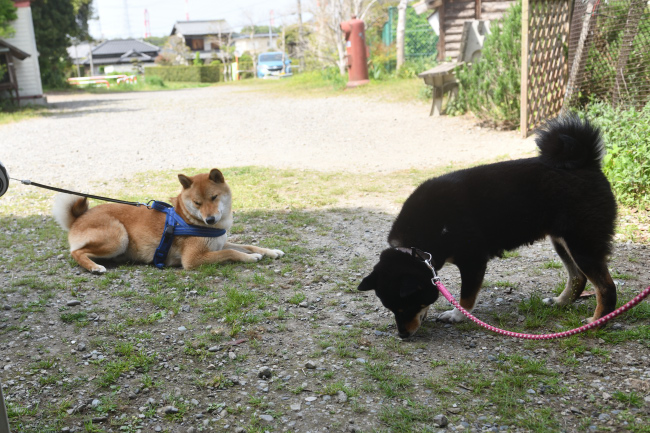 お母さんの黒柴マリモと再会