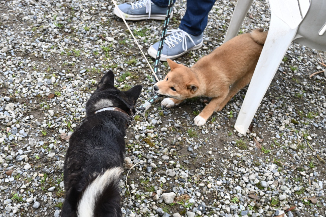 お母さんに甘えるぽてちちゃん