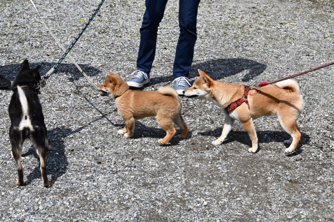 2匹と遊ぶ黒柴花ちゃん