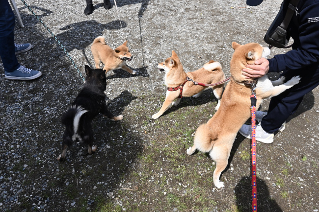 柴犬ムギの飼い主様へ甘え方