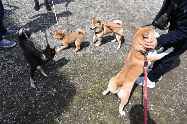 柴犬ムギの飼い主様へ甘え方