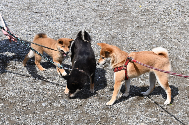 2匹と遊ぶ黒柴花ちゃん