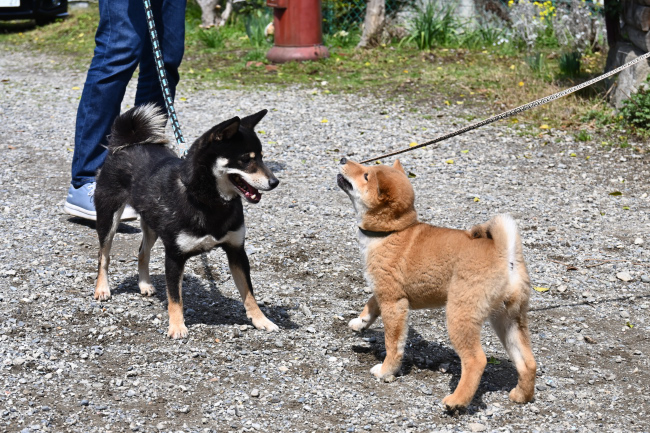 2匹と遊ぶ黒柴花ちゃん