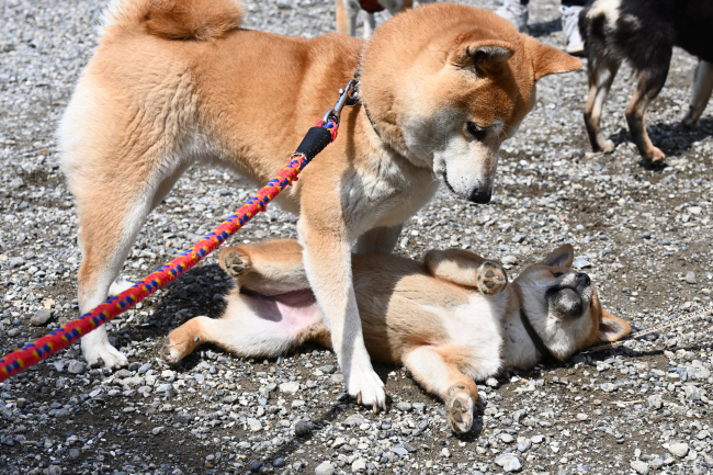 ぽてちちゃんを躾をする柴犬ムギ