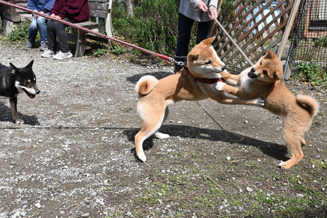 ぽてちちゃんとすずちゃん