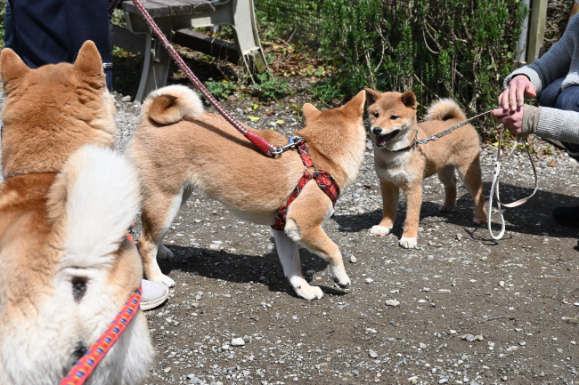 ご満悦な柴犬たち
