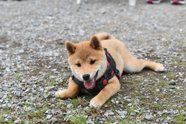 お腹を冷やすさすけ君