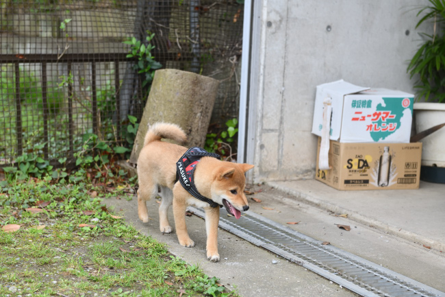 グレーチングをなかなか越えられないさすけ君