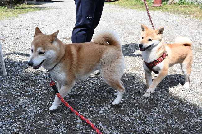 ポテチちゃんとムギ