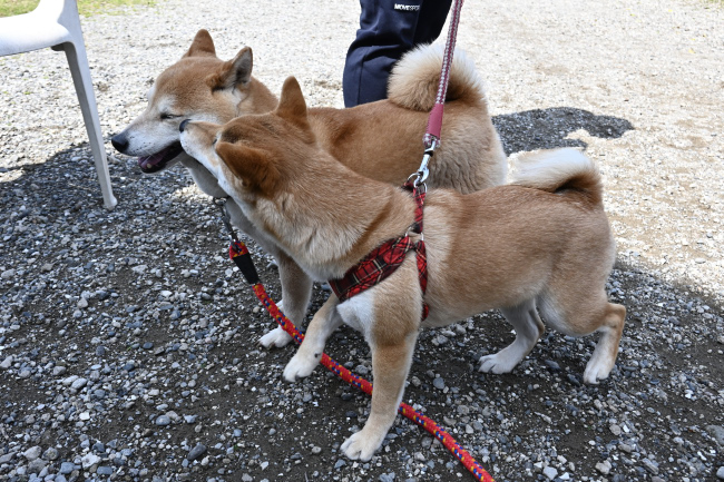 ポテチちゃんとムギ