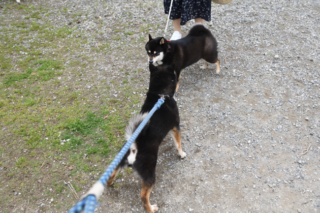 お父さんの黒柴次郎君とモモちゃん