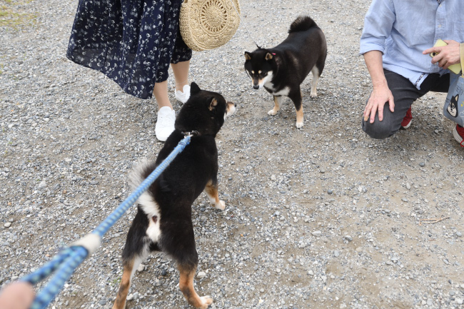 お父さんの黒柴次郎君とモモちゃん