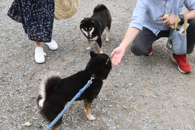 お父さんの黒柴次郎君とモモちゃん