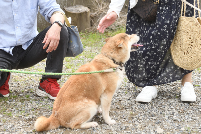 飼い主様に挨拶する紅里