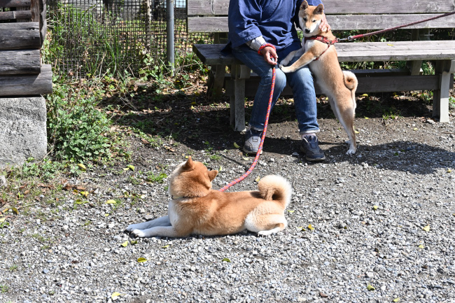 お母さんのムギの甘え方を真似るすずちゃん