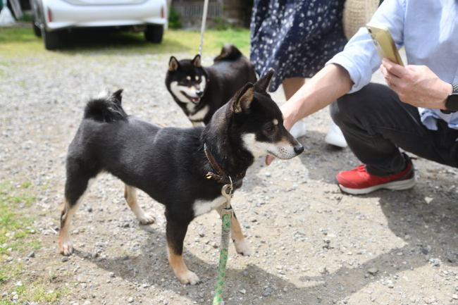 黒柴花ちゃんと