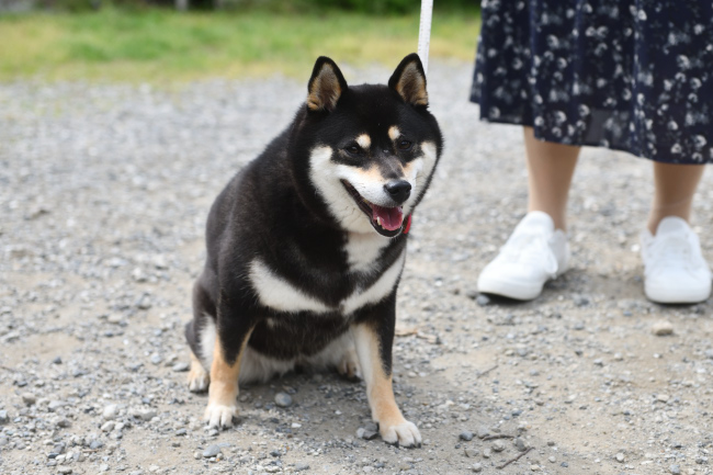 黒柴モモちゃん